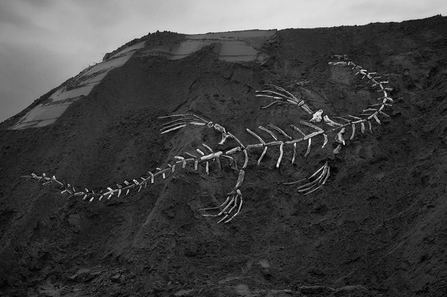 DRIFTWOOD DINOSAURS