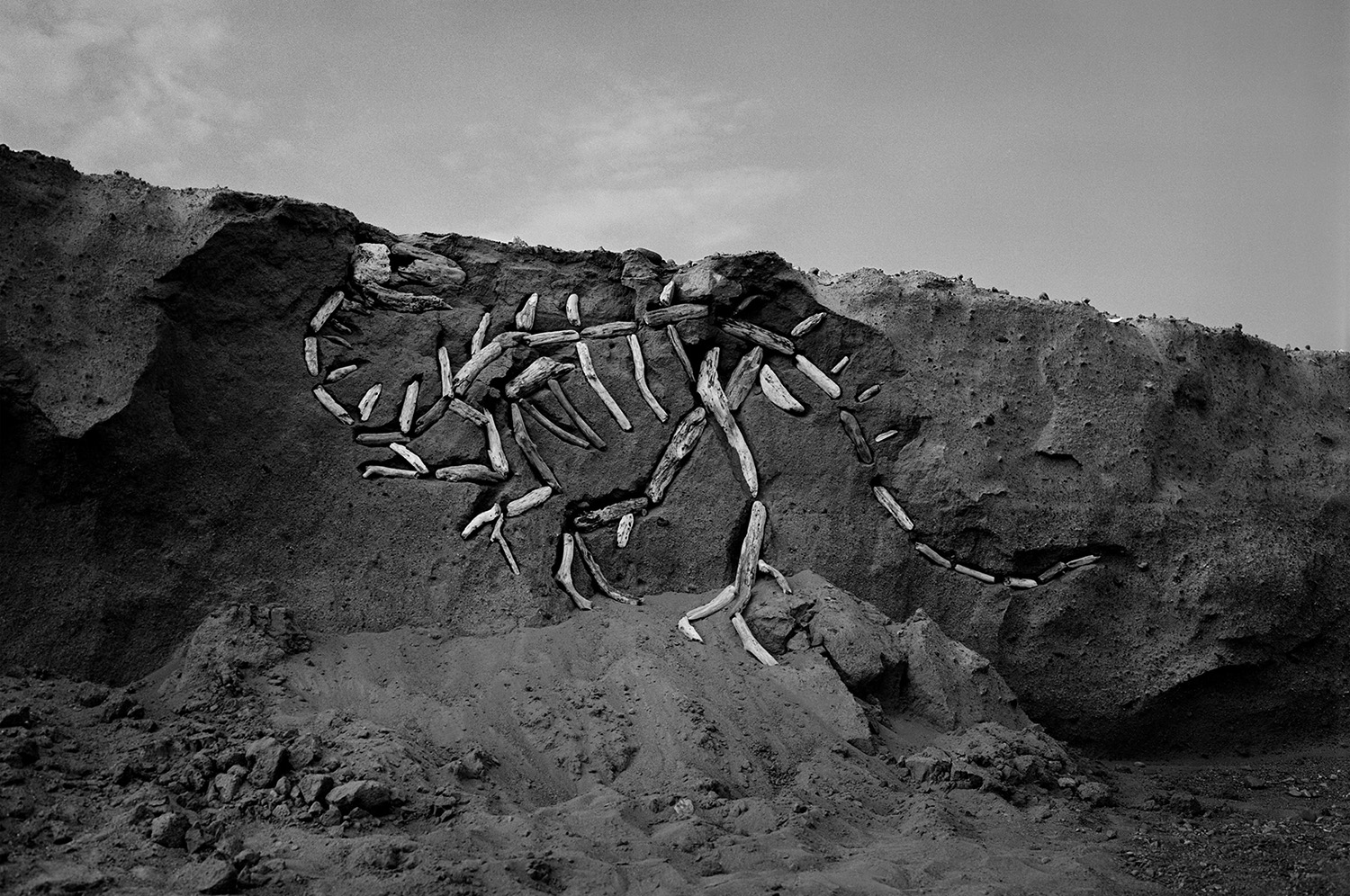 DRIFTWOOD DINOSAURS