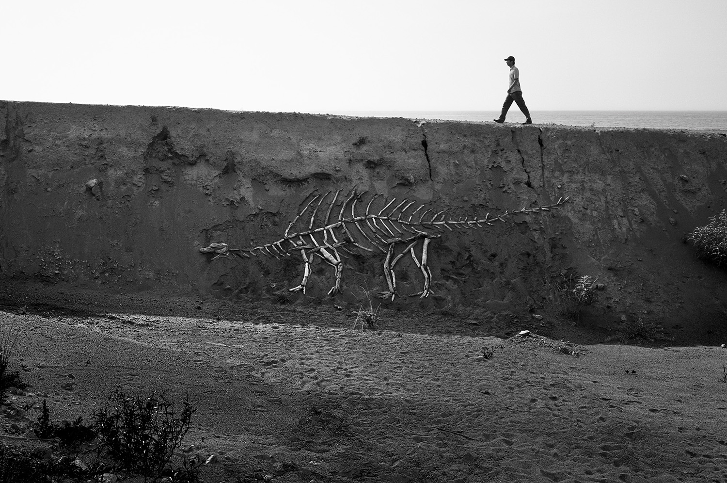 DRIFTWOOD DINOSAURS