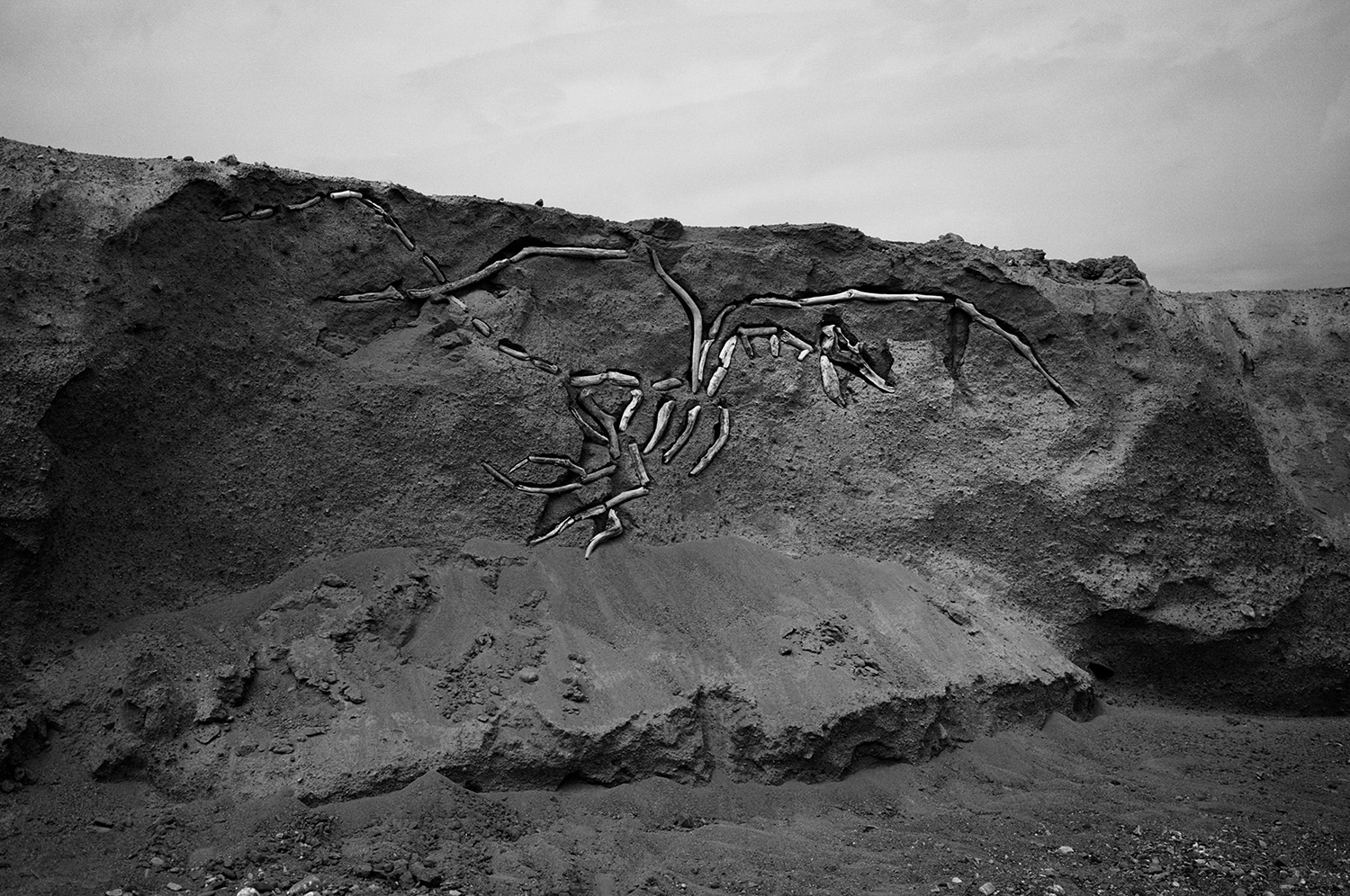 DRIFTWOOD DINOSAURS