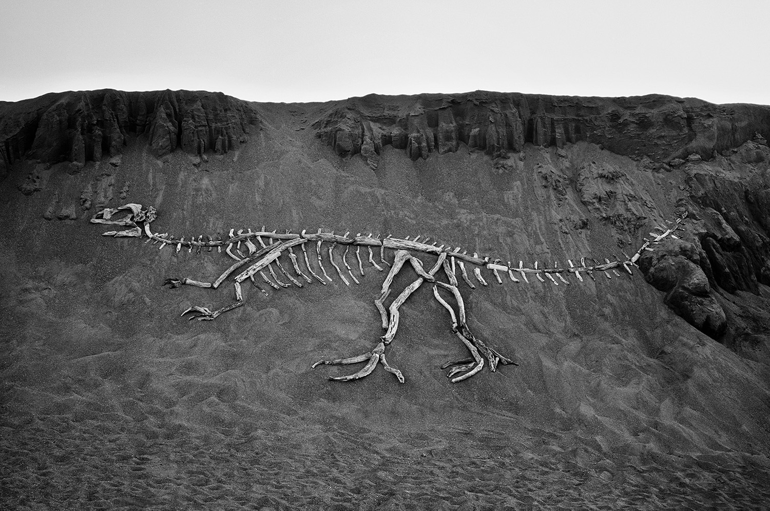 DRIFTWOOD DINOSAURS