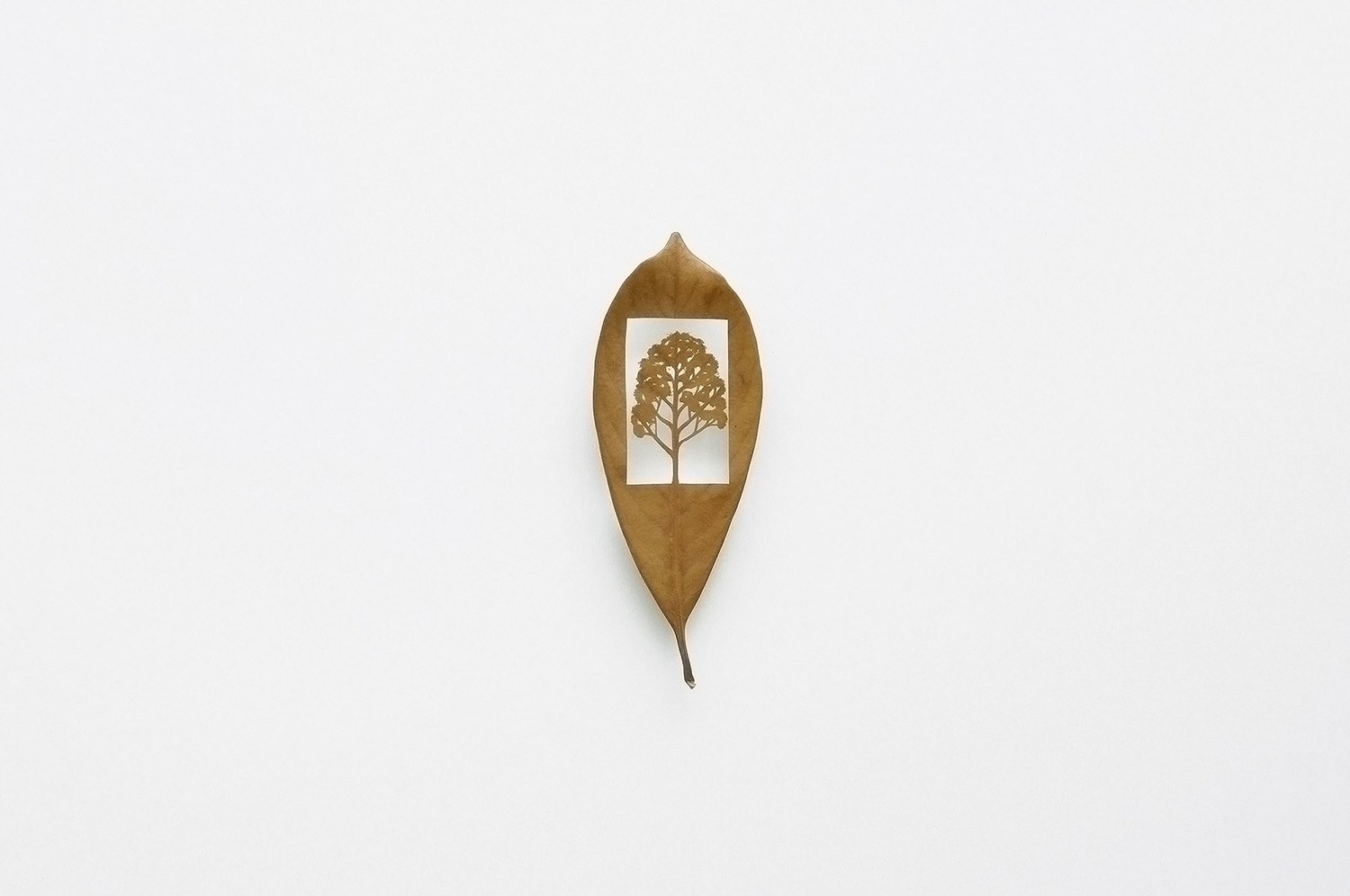 LEAF CUTOUTS